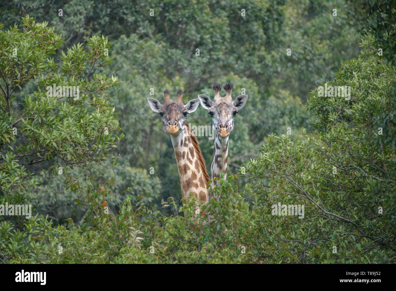 Kenya, Narok County, Masai Mara National Reserve, curious girafes Stock Photo