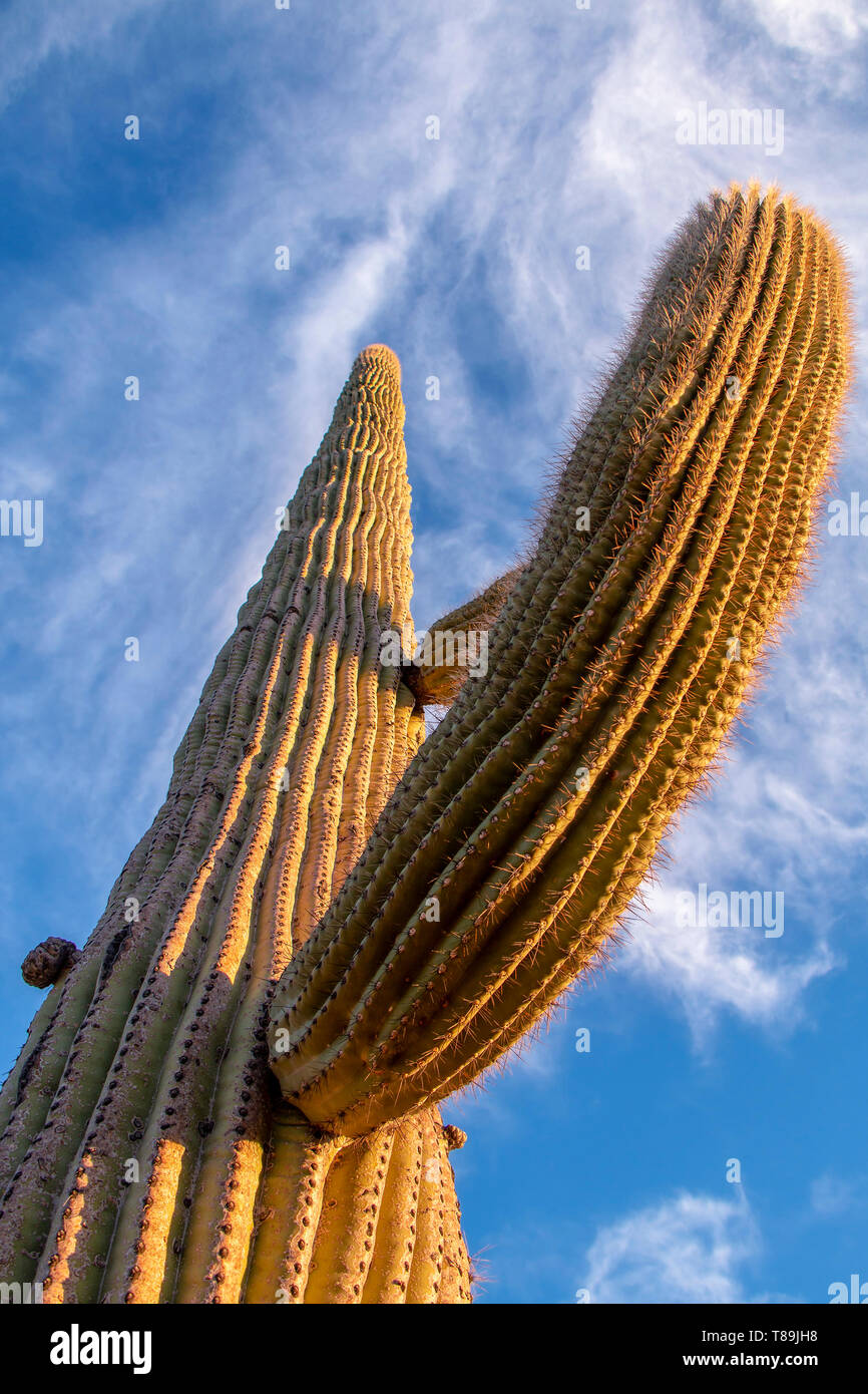 Saguaro Cactus Soaring Into The Deep Blue Desert Sky of Arizona Stock ...