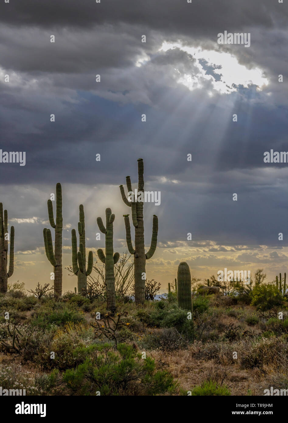 Sun Rays Shining On Stand Of Cactus In the Arizona Desert Near ...