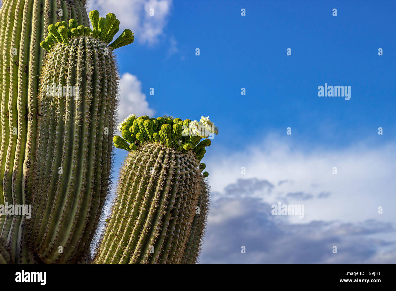 Saguaro Cactus Arms Blooming And Soaring Toward the Deep Blue Sky in ...