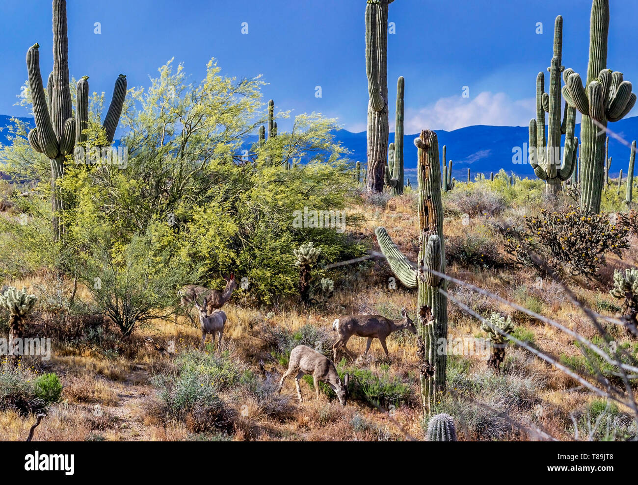 Mule Deer Feeding in The Arizona Sonoran Desert Preserve Near Scootsdale. Stock Photo