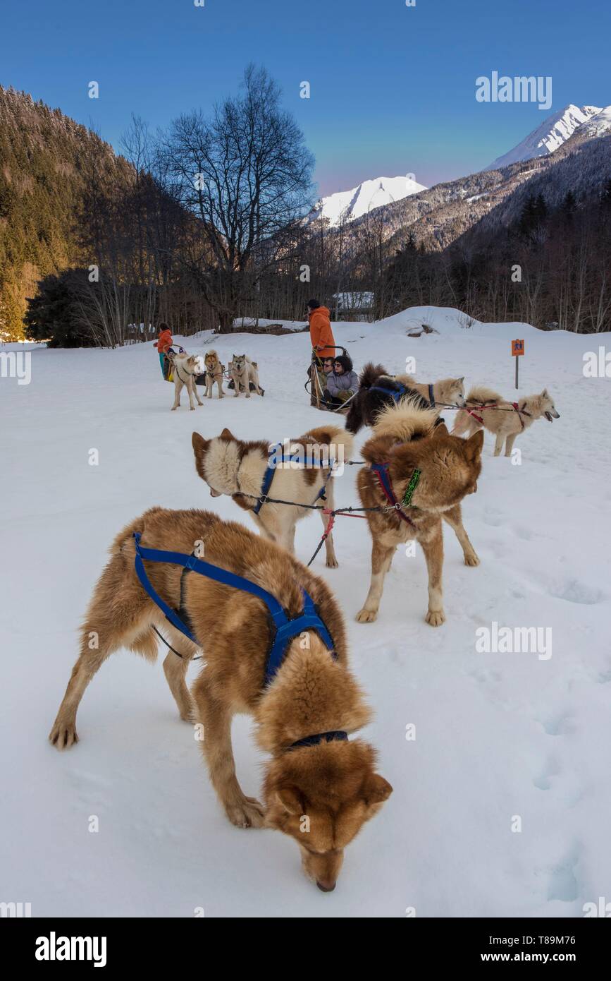 notre dame dog harness