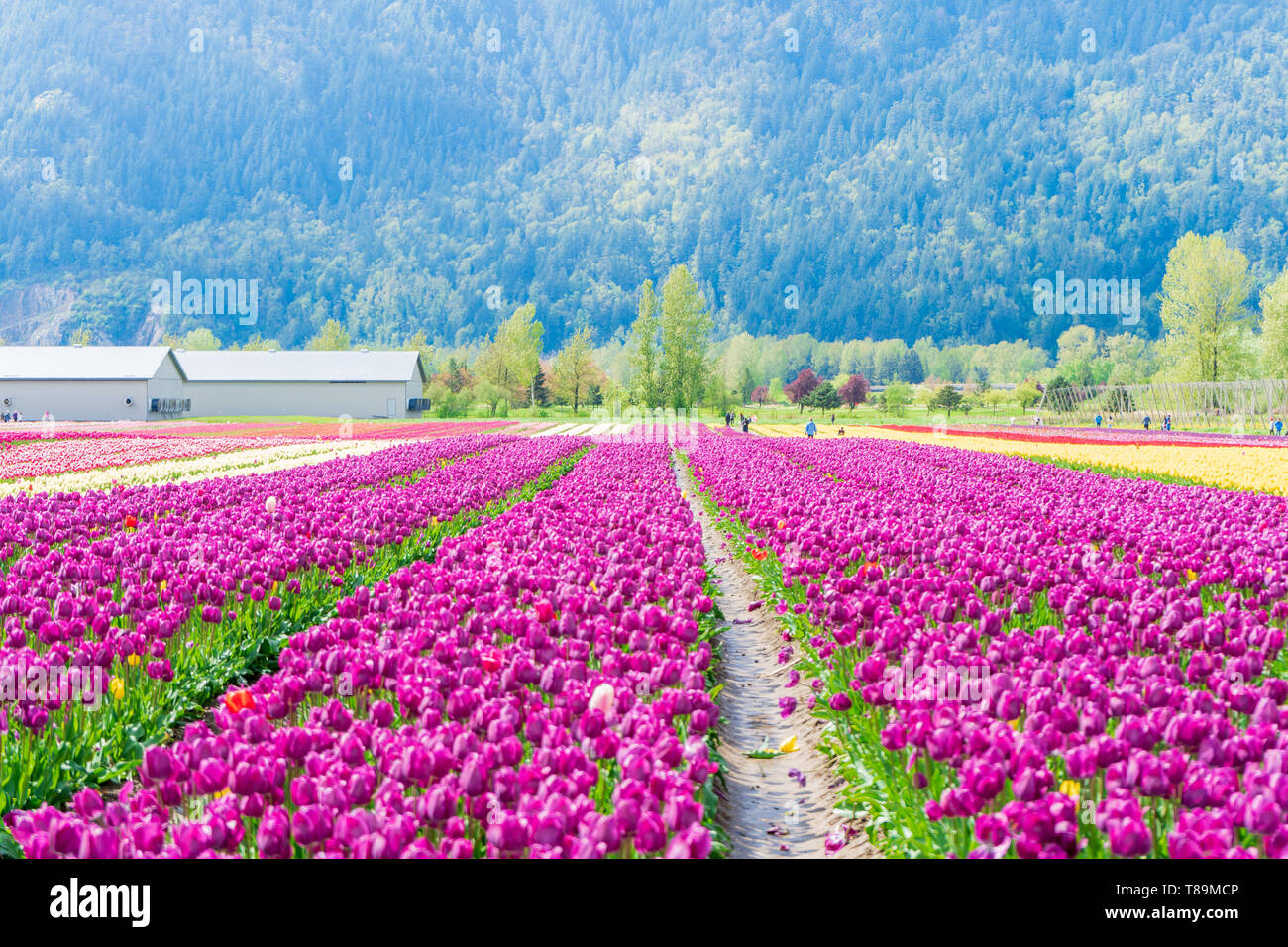 Real tulip farm fields with mountain the background, open to tourists