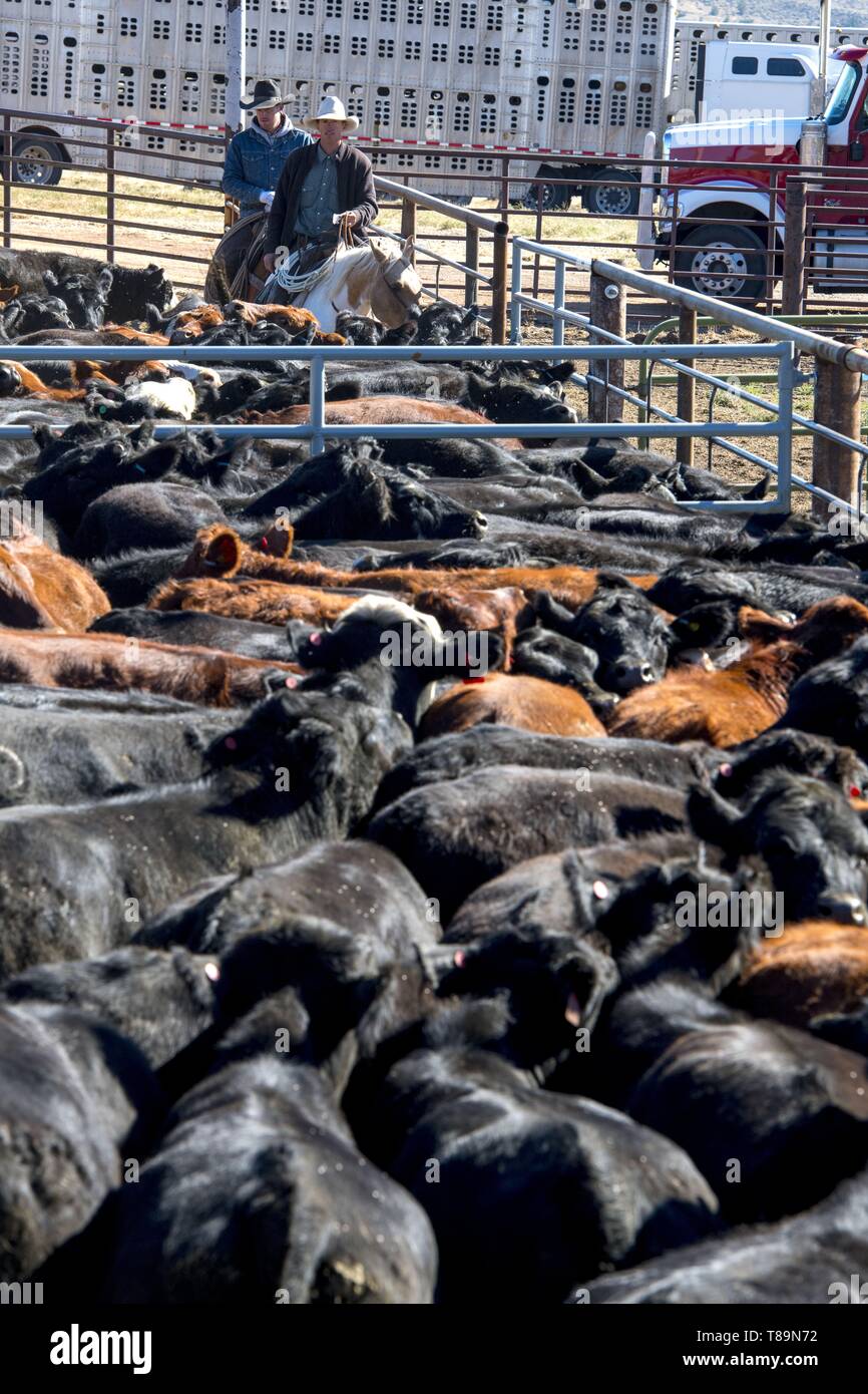 United States, Montana, Belfry, cowboys sorting out cows to be sent out to feeding ranches in Nebraska Stock Photo