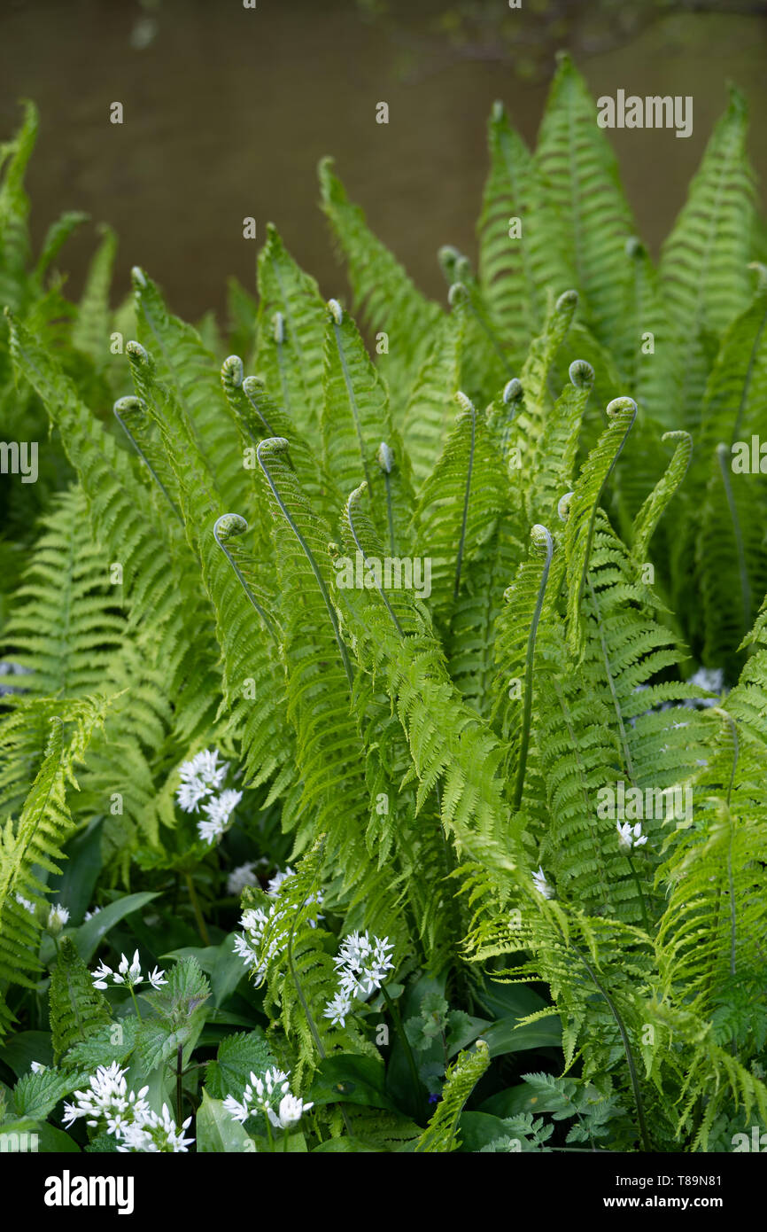 A clump of bracken / fern on a riverbank, UK Stock Photo