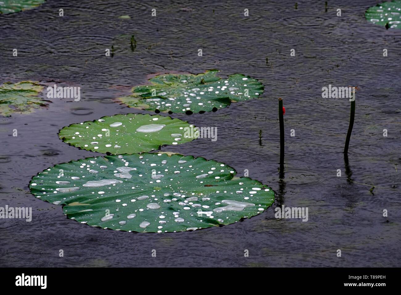 Vietnam, Hoa Lu, inland Ha Long bay, lotus leaves in the Tam Coc channels Stock Photo
