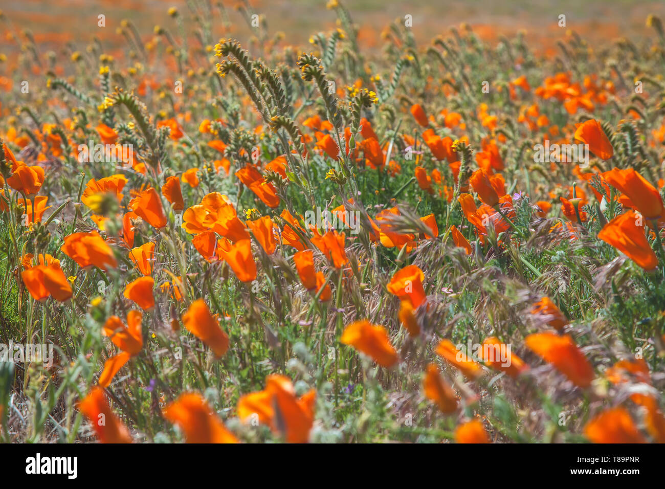 Field of blooming California poppies, with scattered fiddlenecks, at