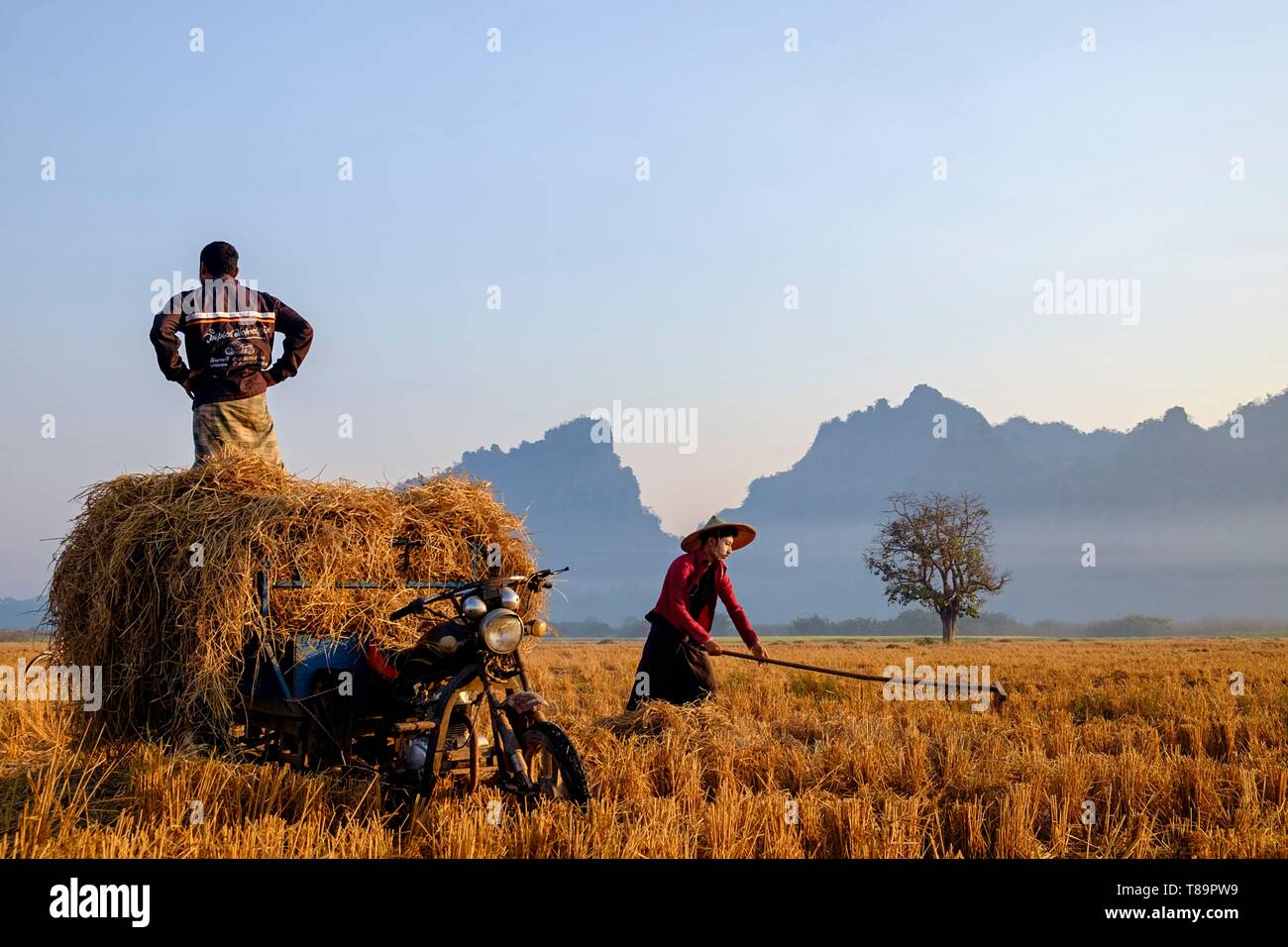 Myanmar, Burma, Karen state, Hpa An, rice-field in karstic landscape ...