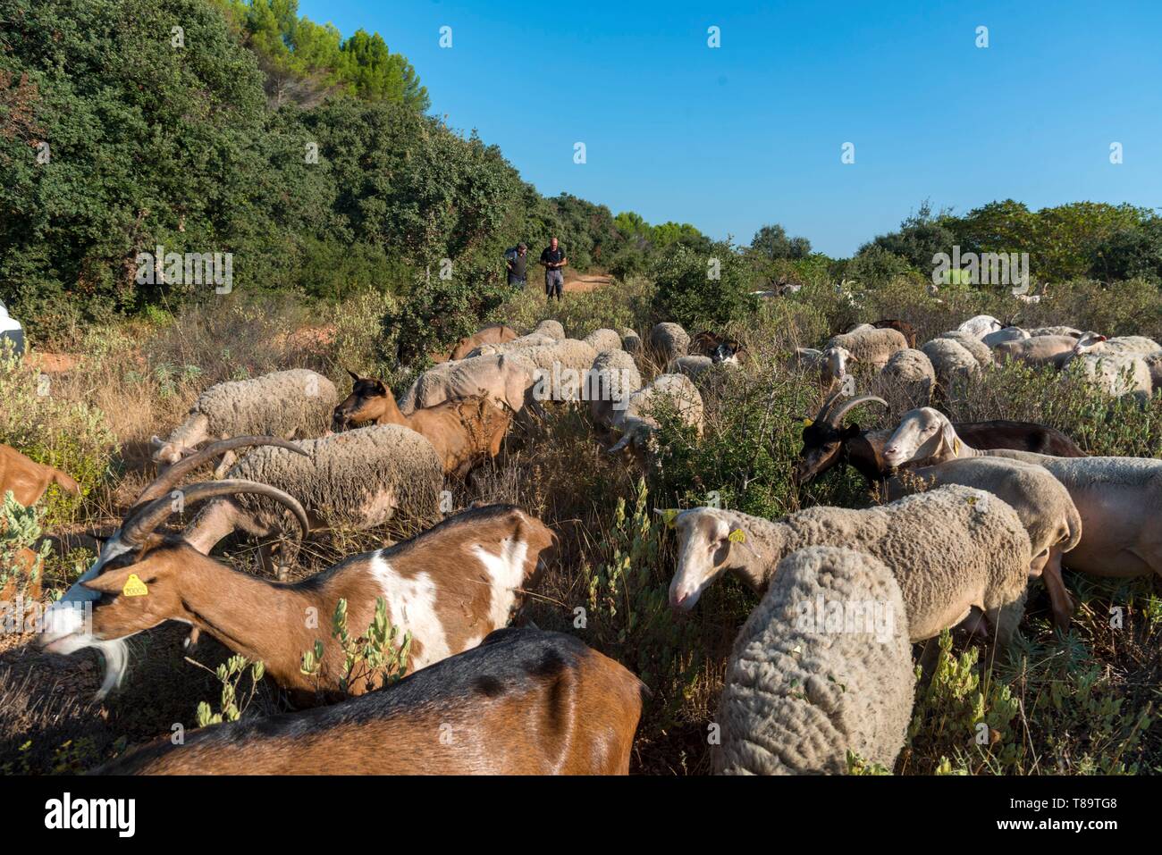 Goat farm languedoc hi-res stock photography and images - Alamy