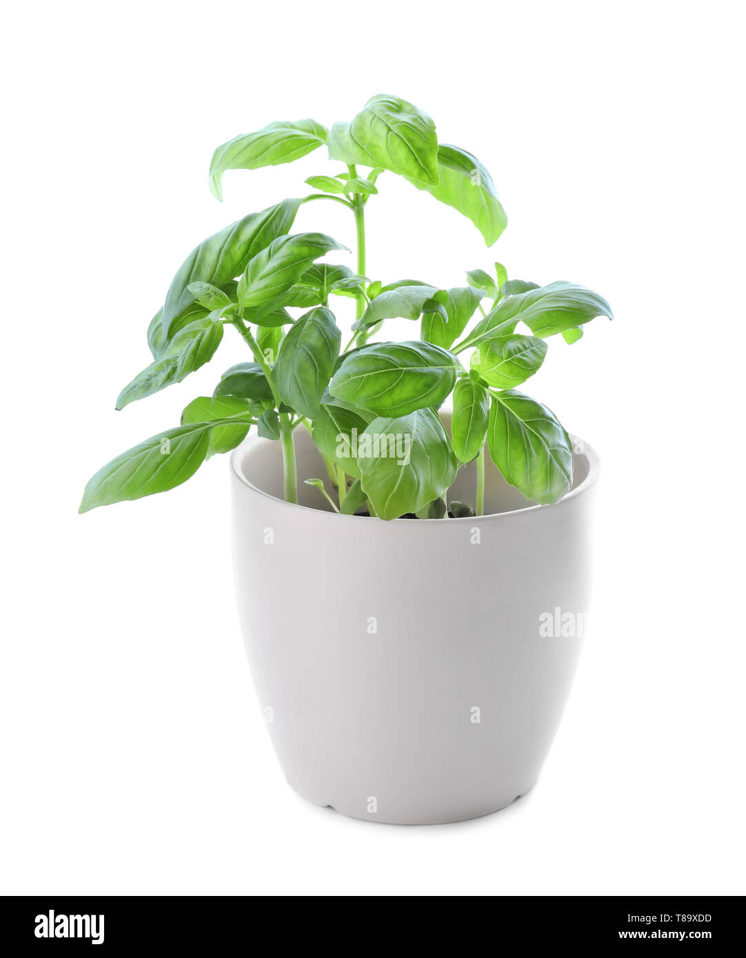 Green basil in pot on white background Stock Photo - Alamy