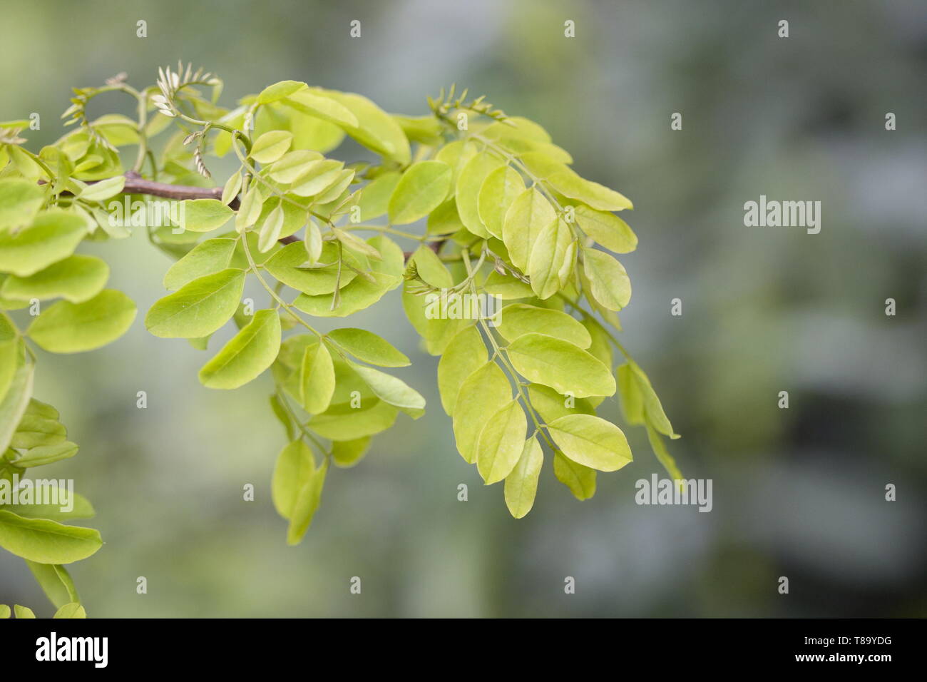 Fresh leaves of a Robinia Twisty Baby Stock Photo
