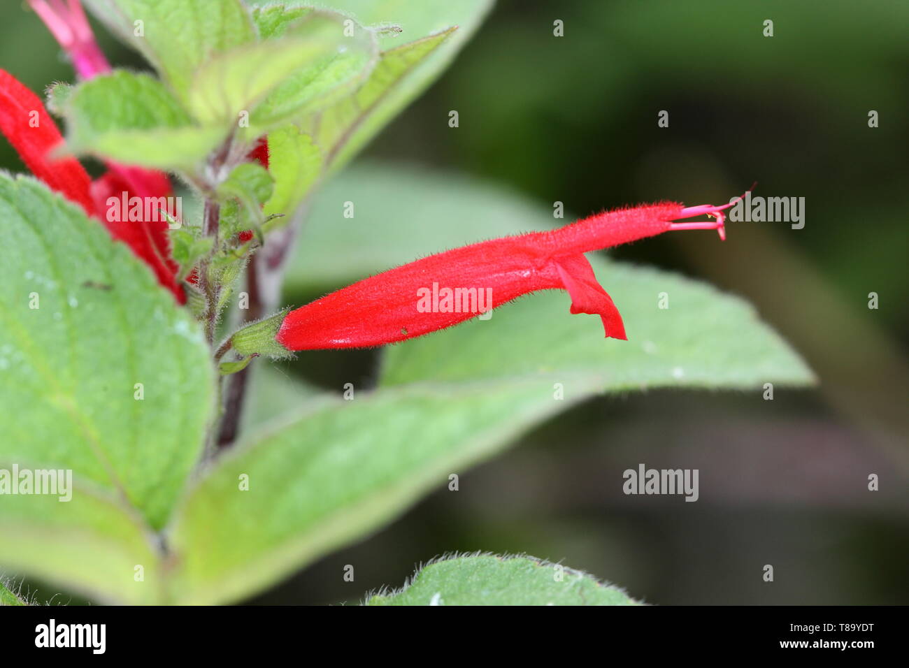 Red flower of Pineapple mint plant Stock Photo - Alamy