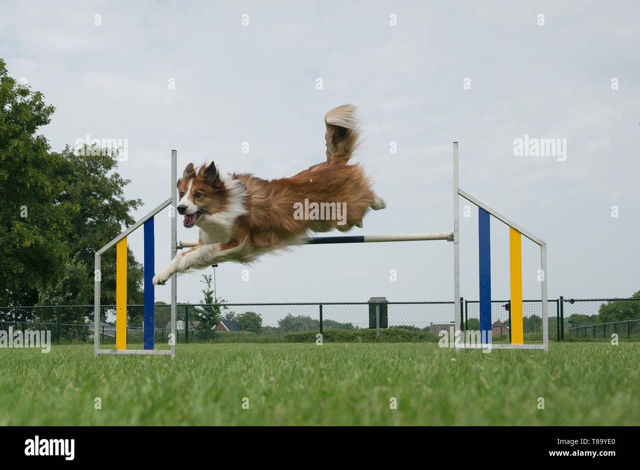 Border collie mixed dog jumping over a single jump in an agility course