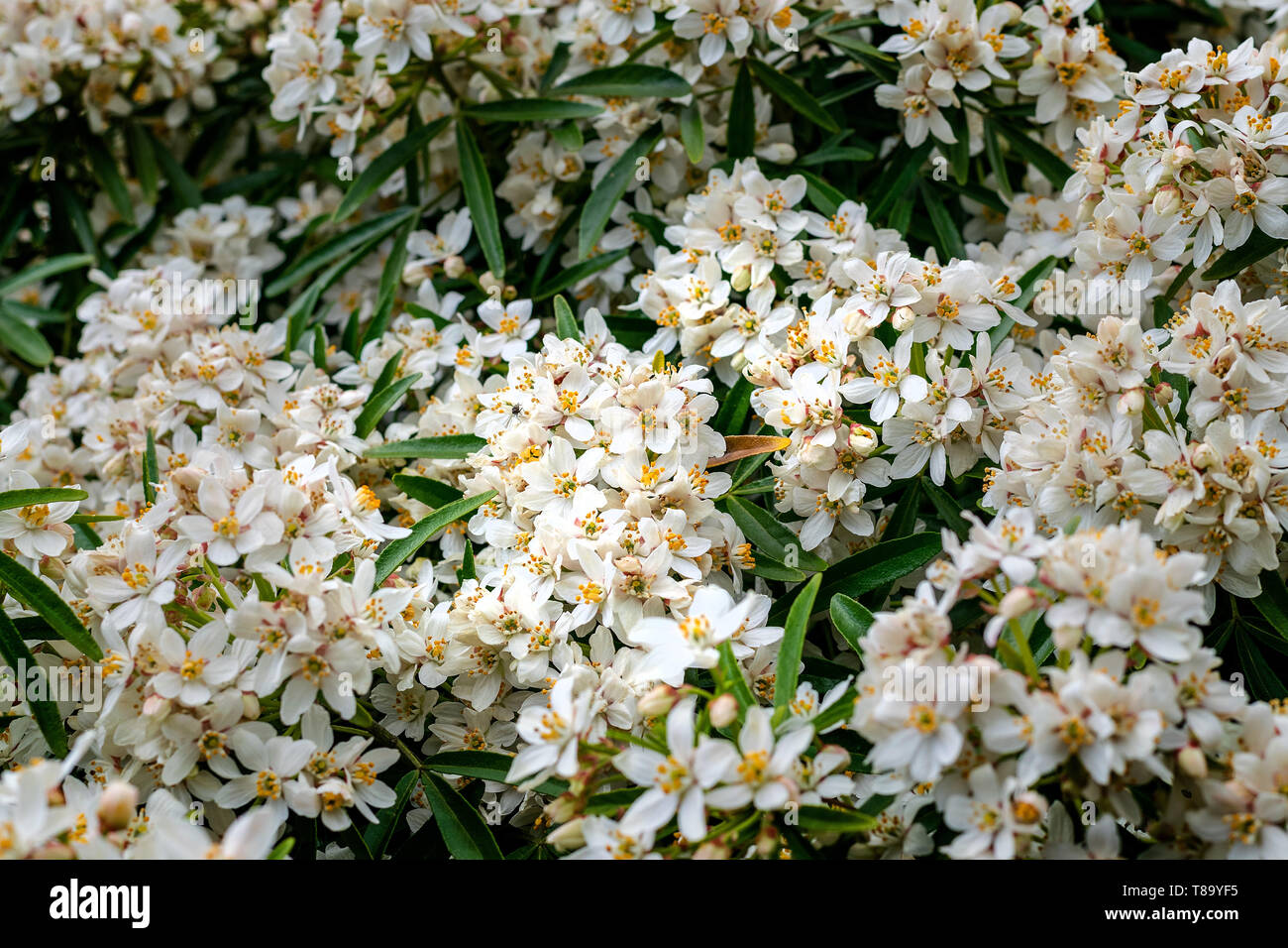 A close up view of a Choisya shrub in full bloom showing the clusters of star-shaped flowers Stock Photo