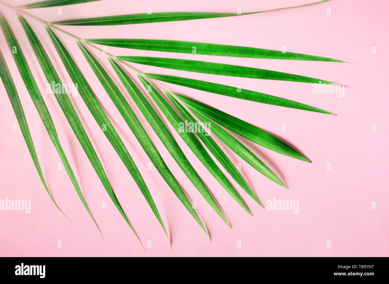 Tropical palm leaves on pastel pink background. Minimal summer concept ...