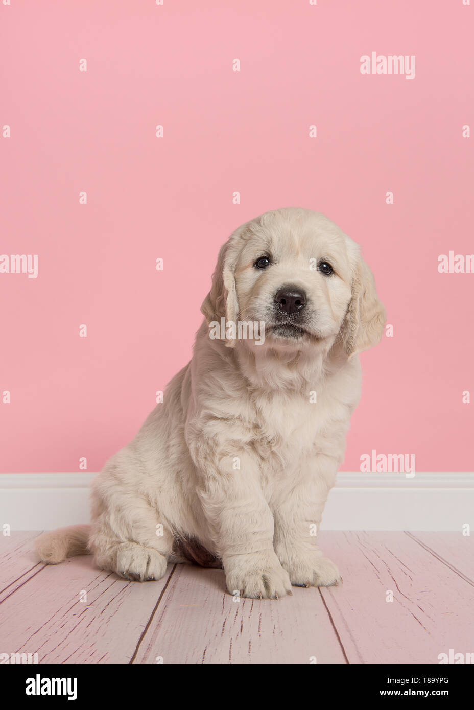 Cute golden retriever puppy looking at the camera sitting on a pink ...