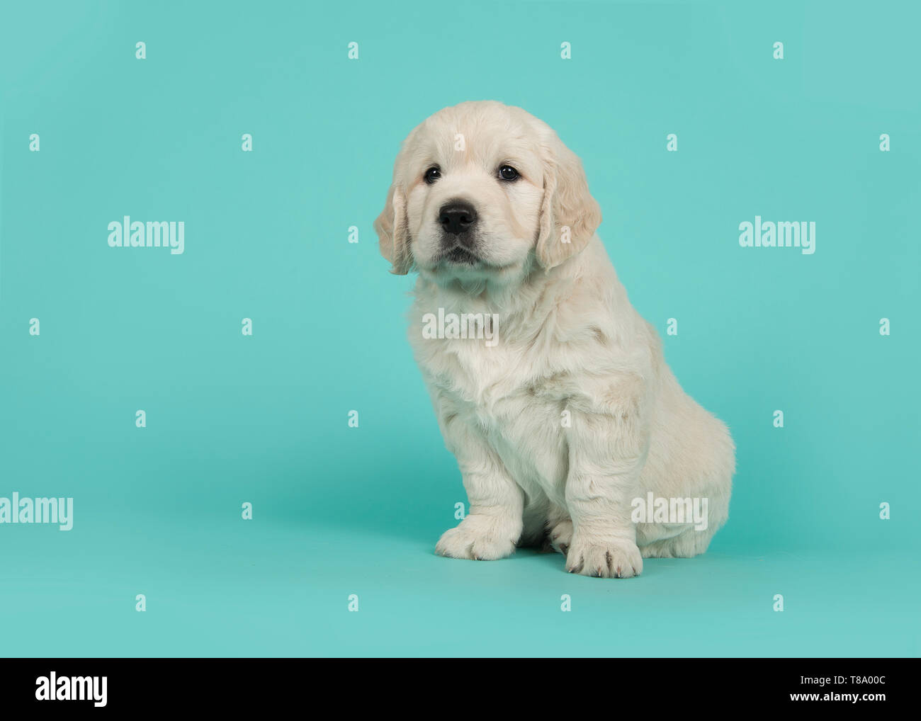 Cute golden retriever puppy seen from the side glancing away sitting on a turquoise blue background Stock Photo