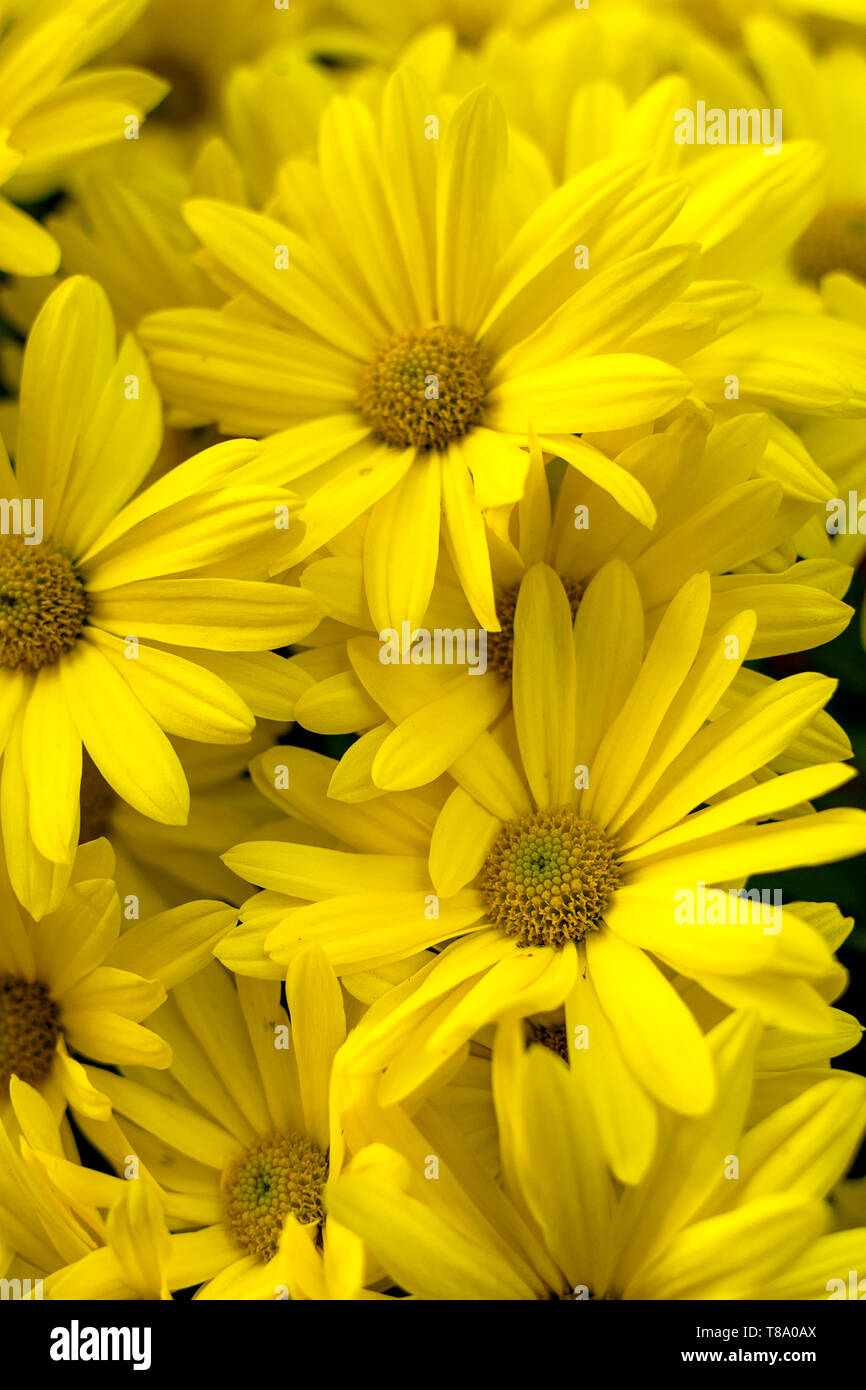 Background of yellow daisies - Golden Butterfly Marguerite Daisy Argyranthemum Stock Photo