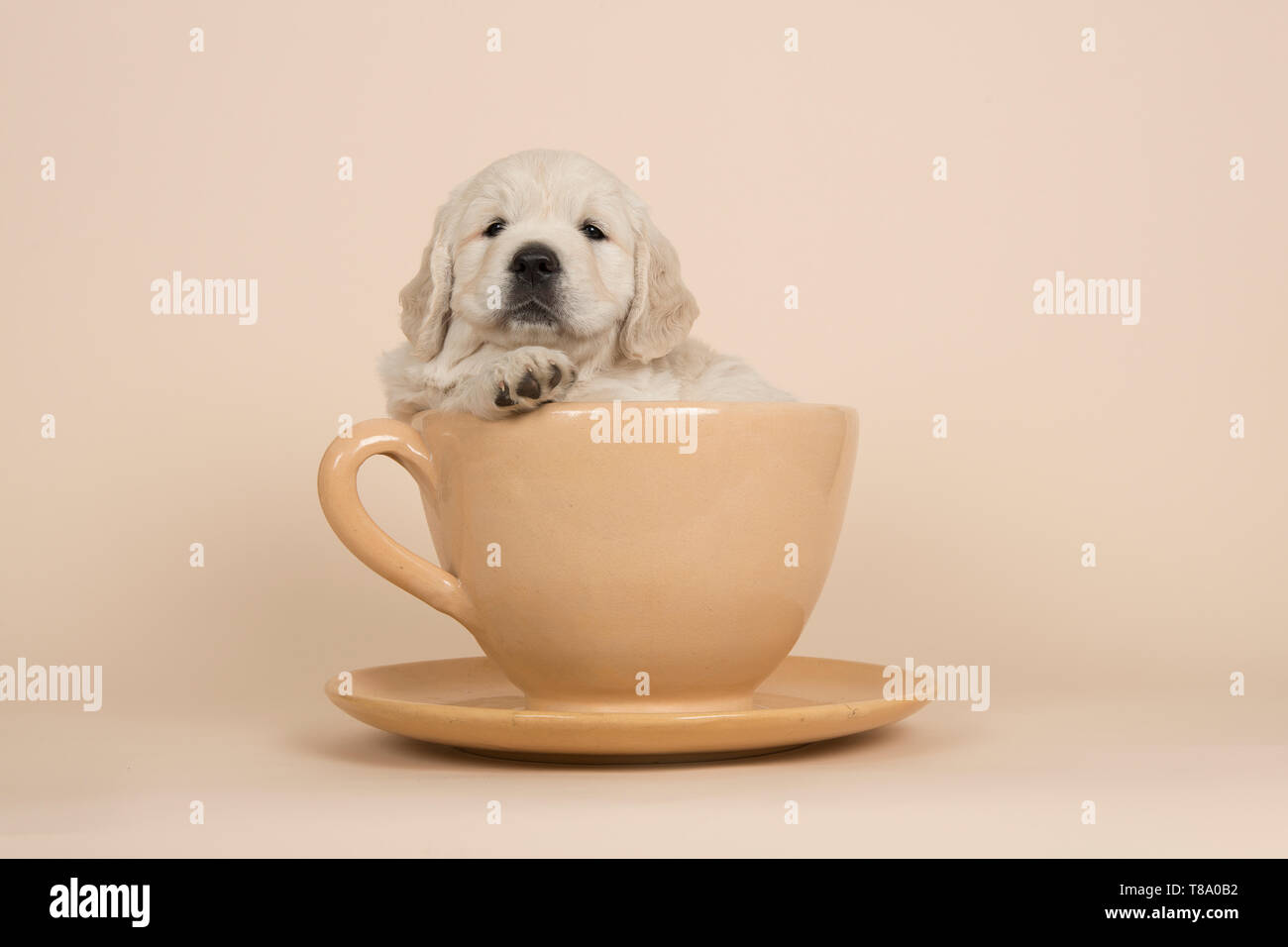 cute puppy in a cup