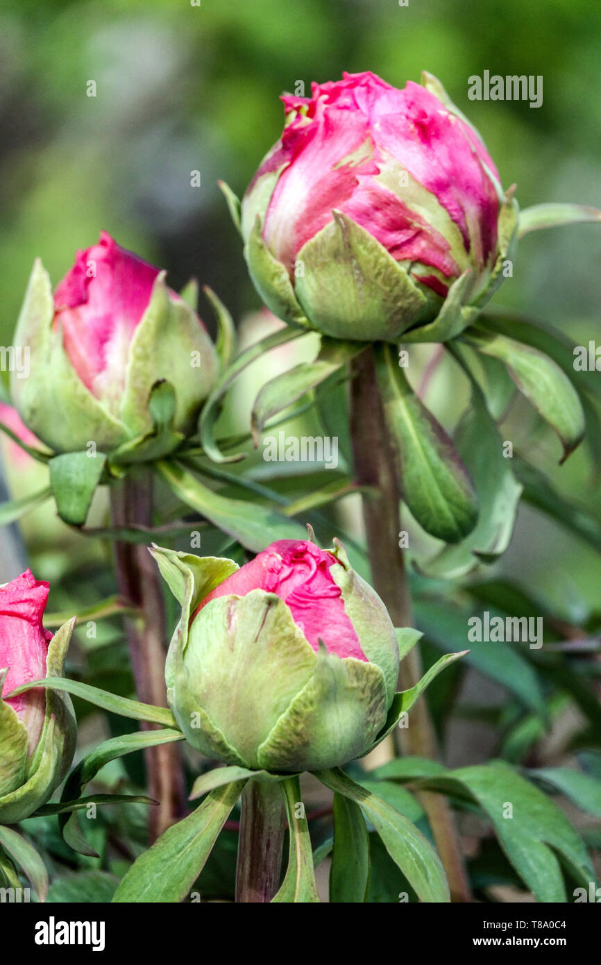 Peony bud Stock Photo
