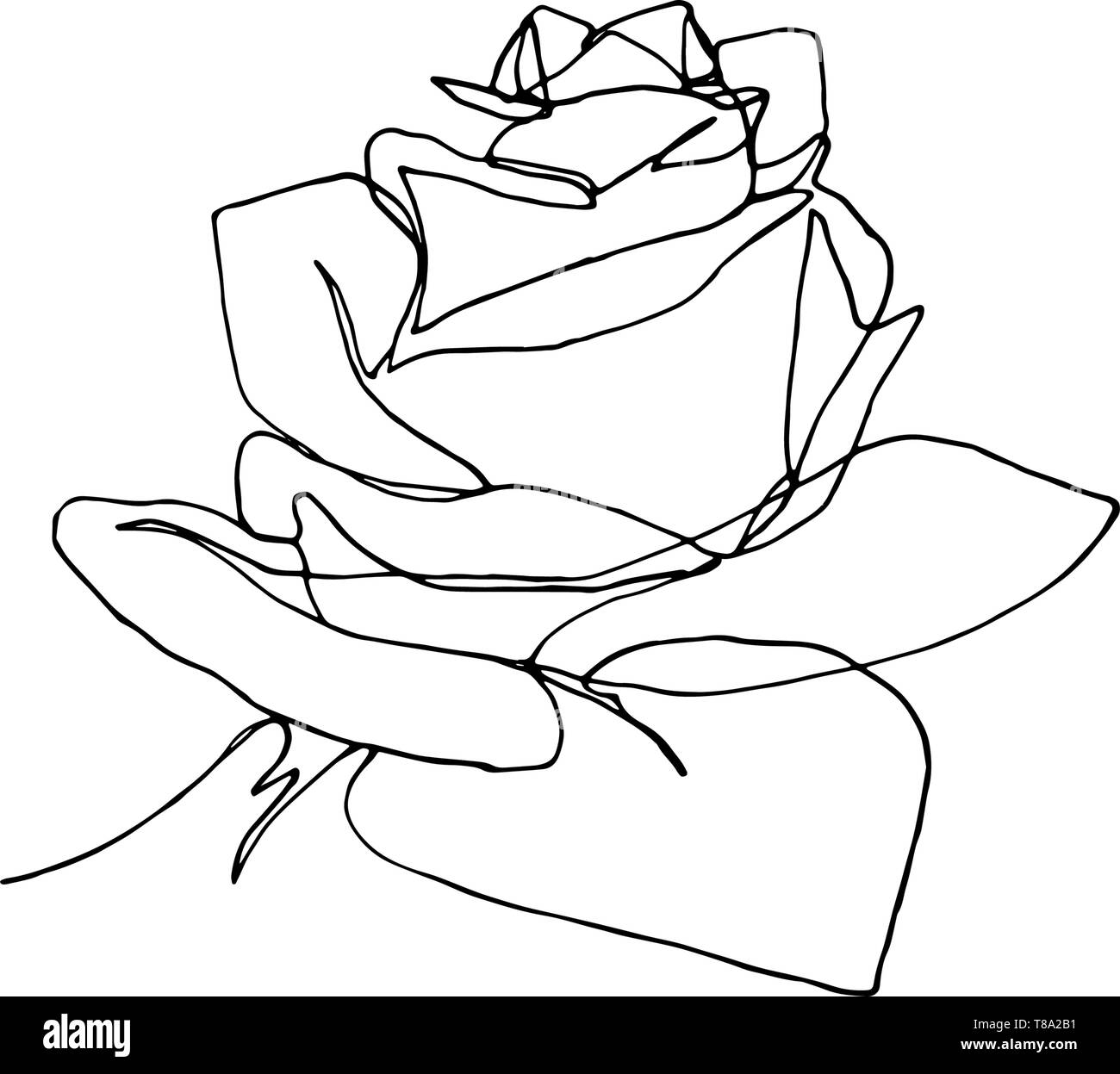 Hand drawn rose flower, one single continuous line drawing. Stock Vector