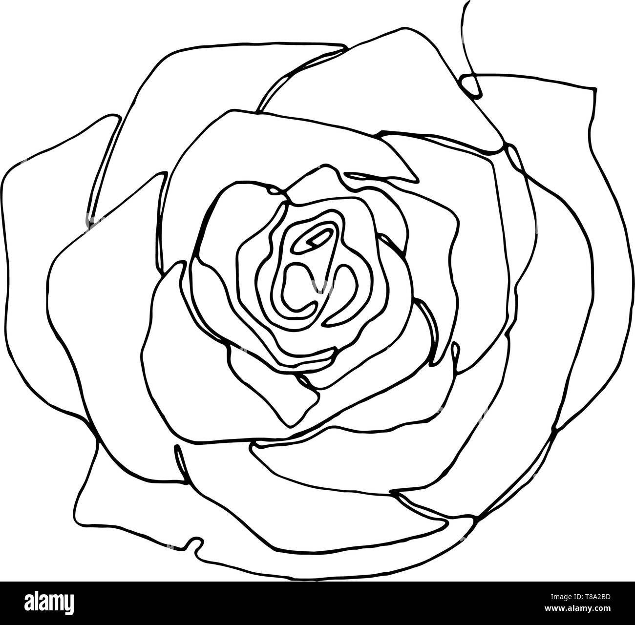 Hand drawn rose flower, one single continuous line drawing Stock ...