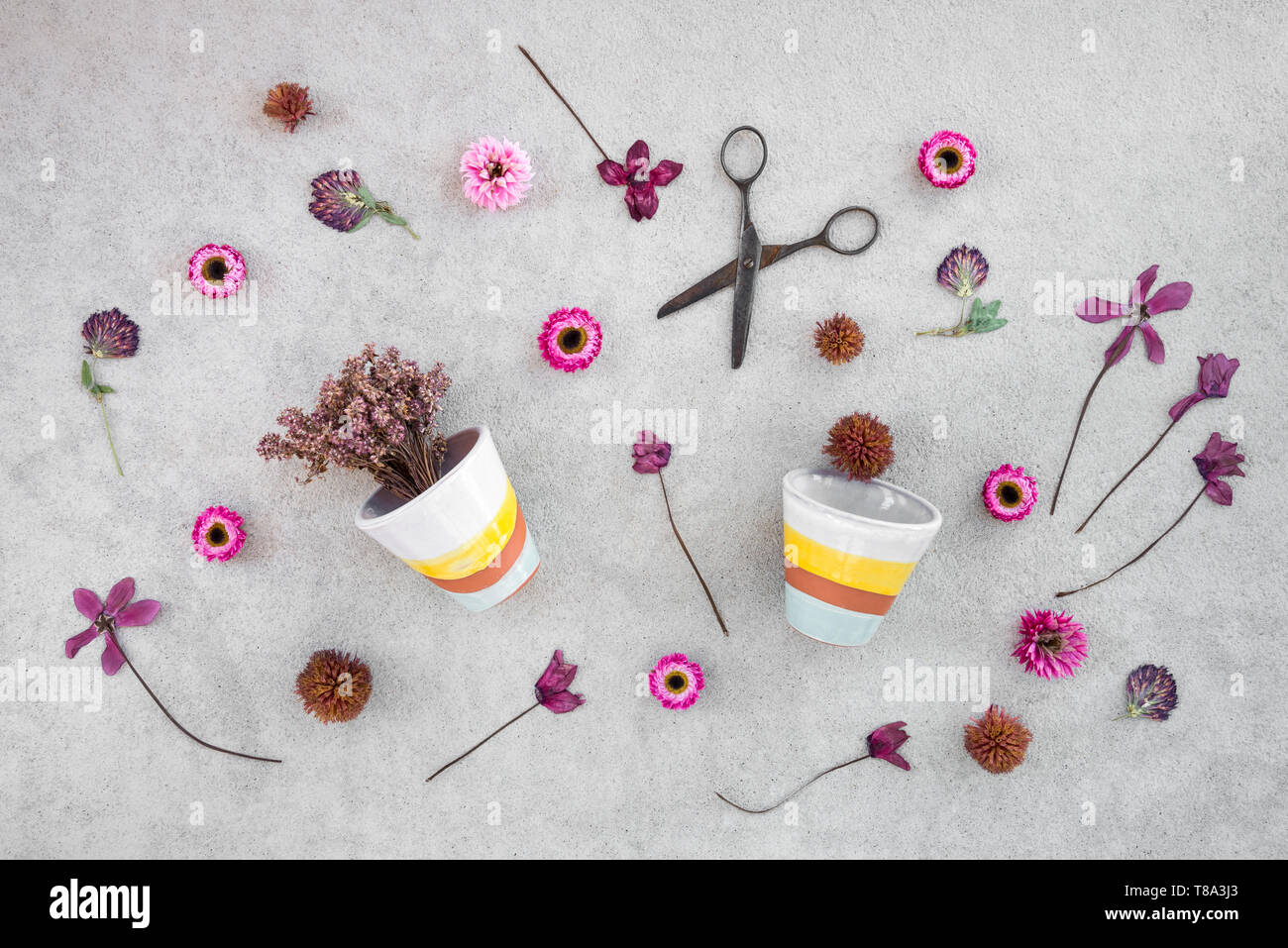 Pink flowers, rusty scissors and ceramic flowerpots on gray concrete background. Stock Photo