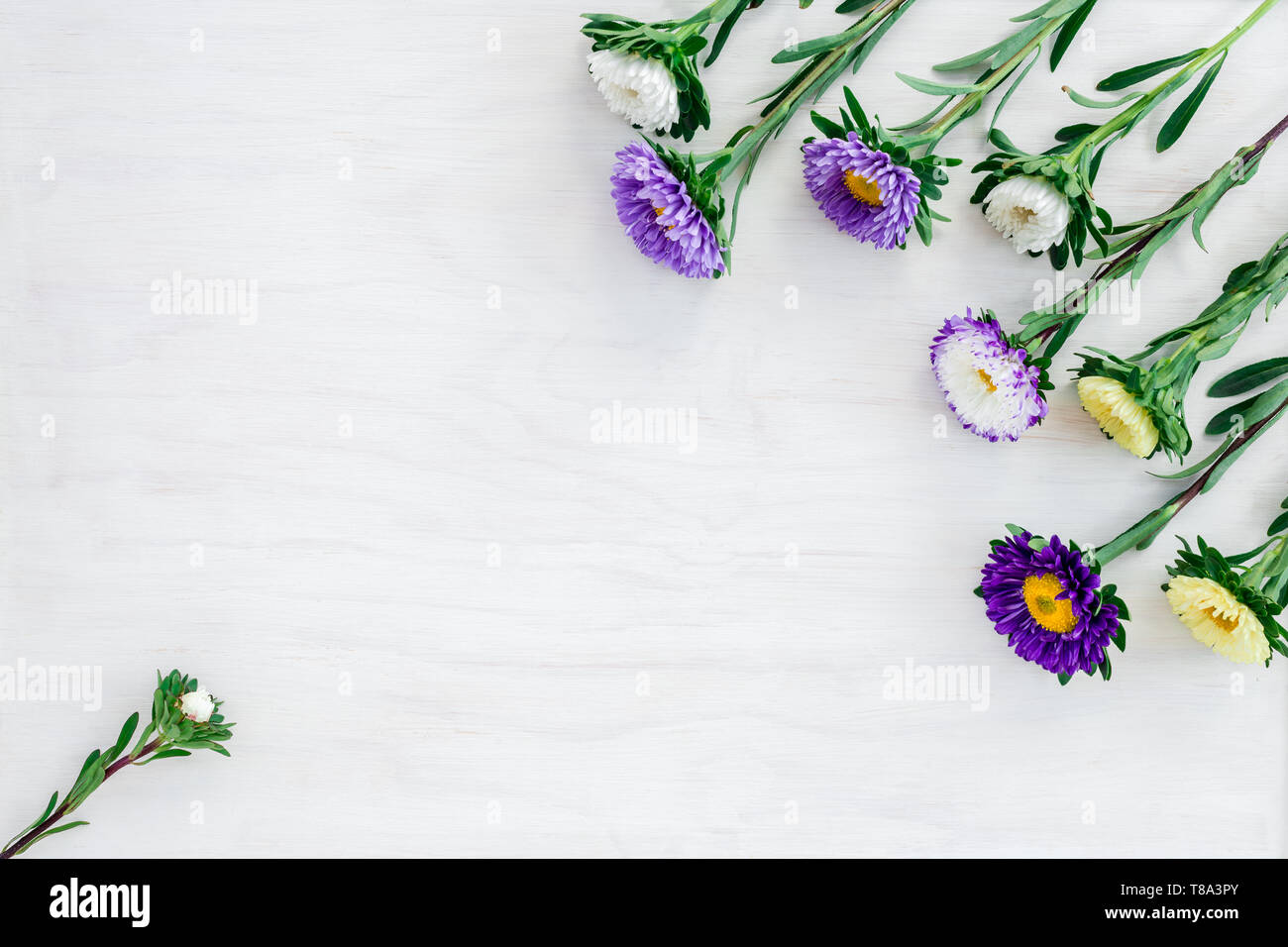 White and purple asters, on painted white wooden background with copy space. Stock Photo