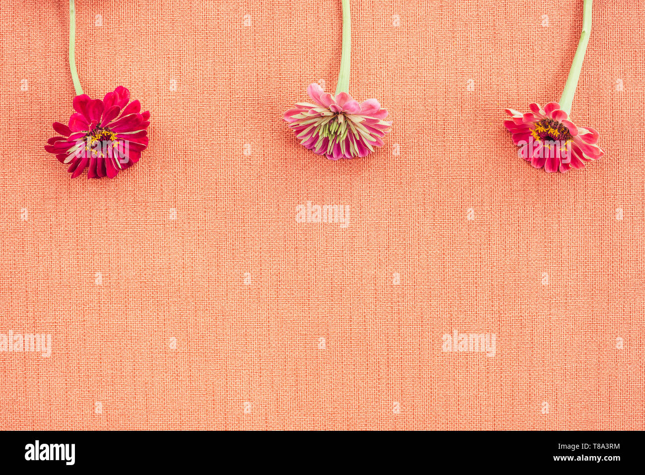 Peach Colored Zinnias