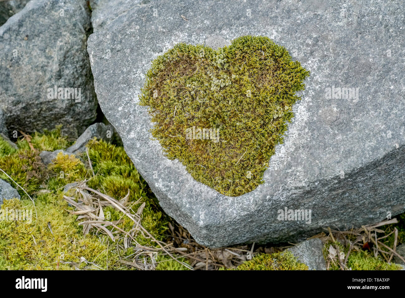 heart shaped moss Stock Photo