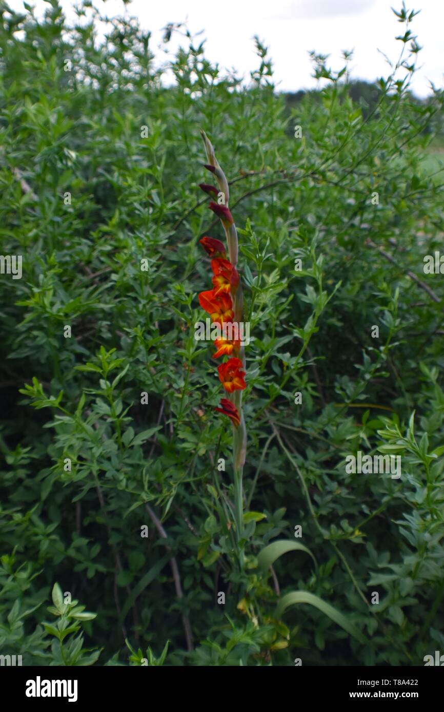 Red,orange, and yellow flowers grow in front of a full green bush on a
