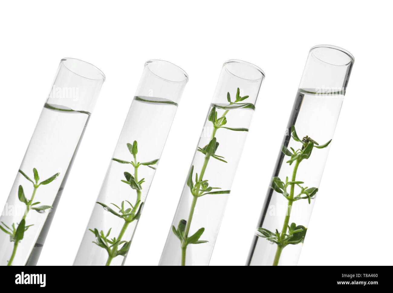 Test tubes with plants on white background Stock Photo - Alamy
