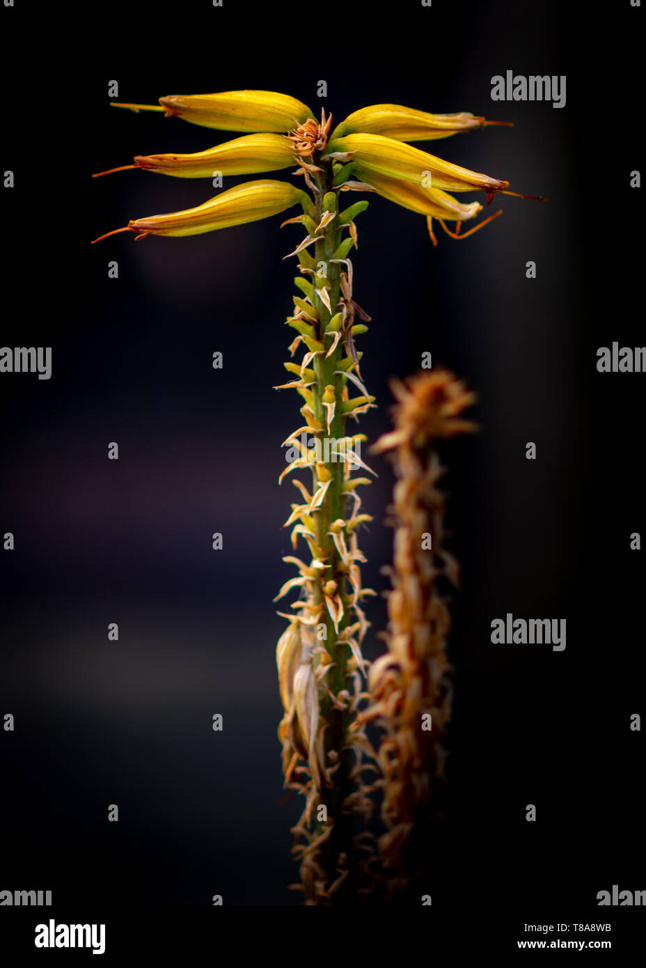 Aloe Stock Photo