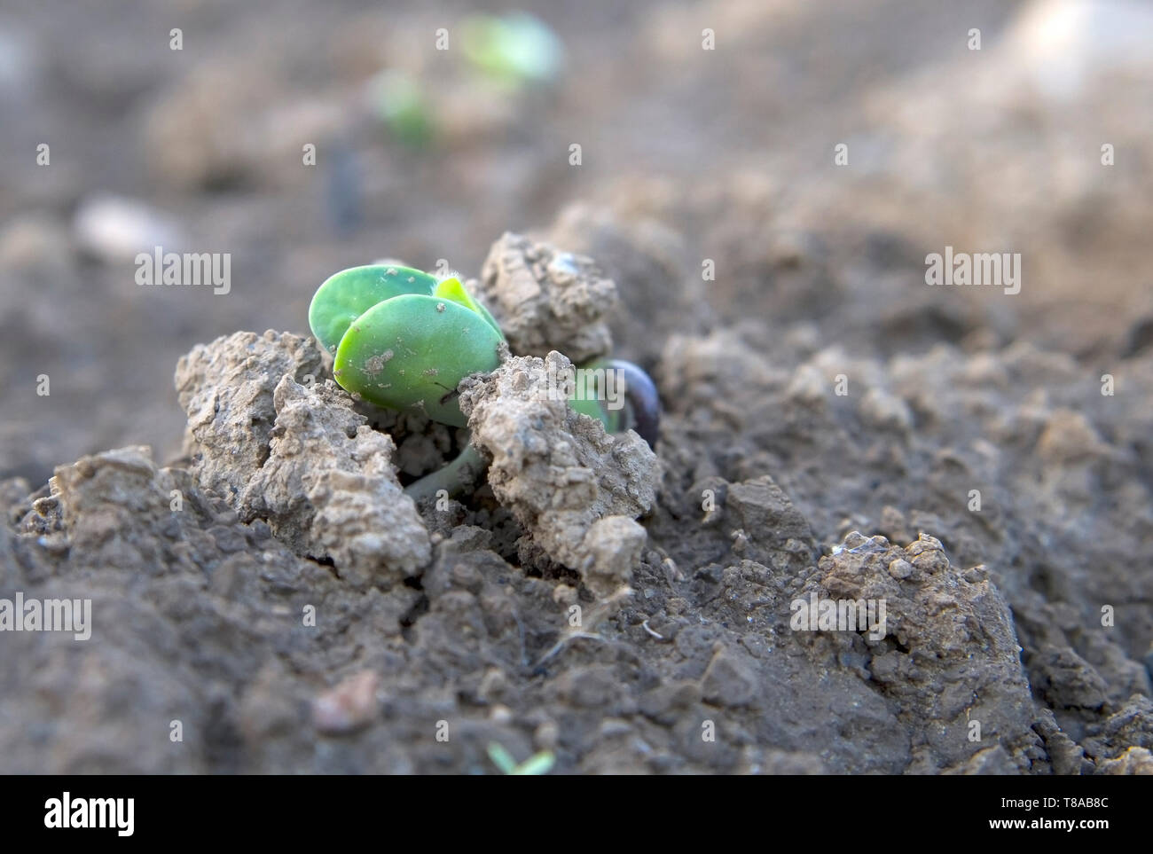 Young soy plant sprouting from soil Stock Photo