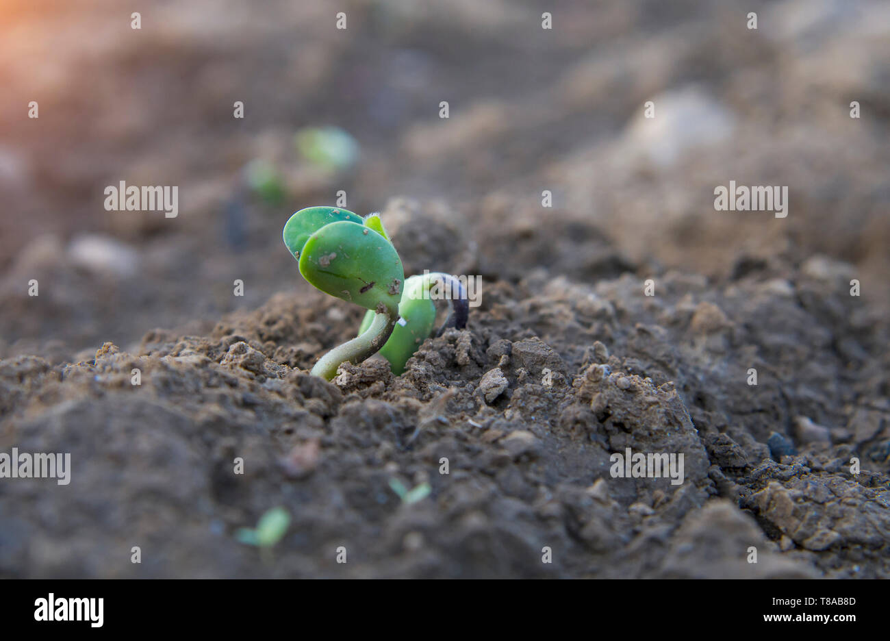 Young soy plant sprouting from soil Stock Photo