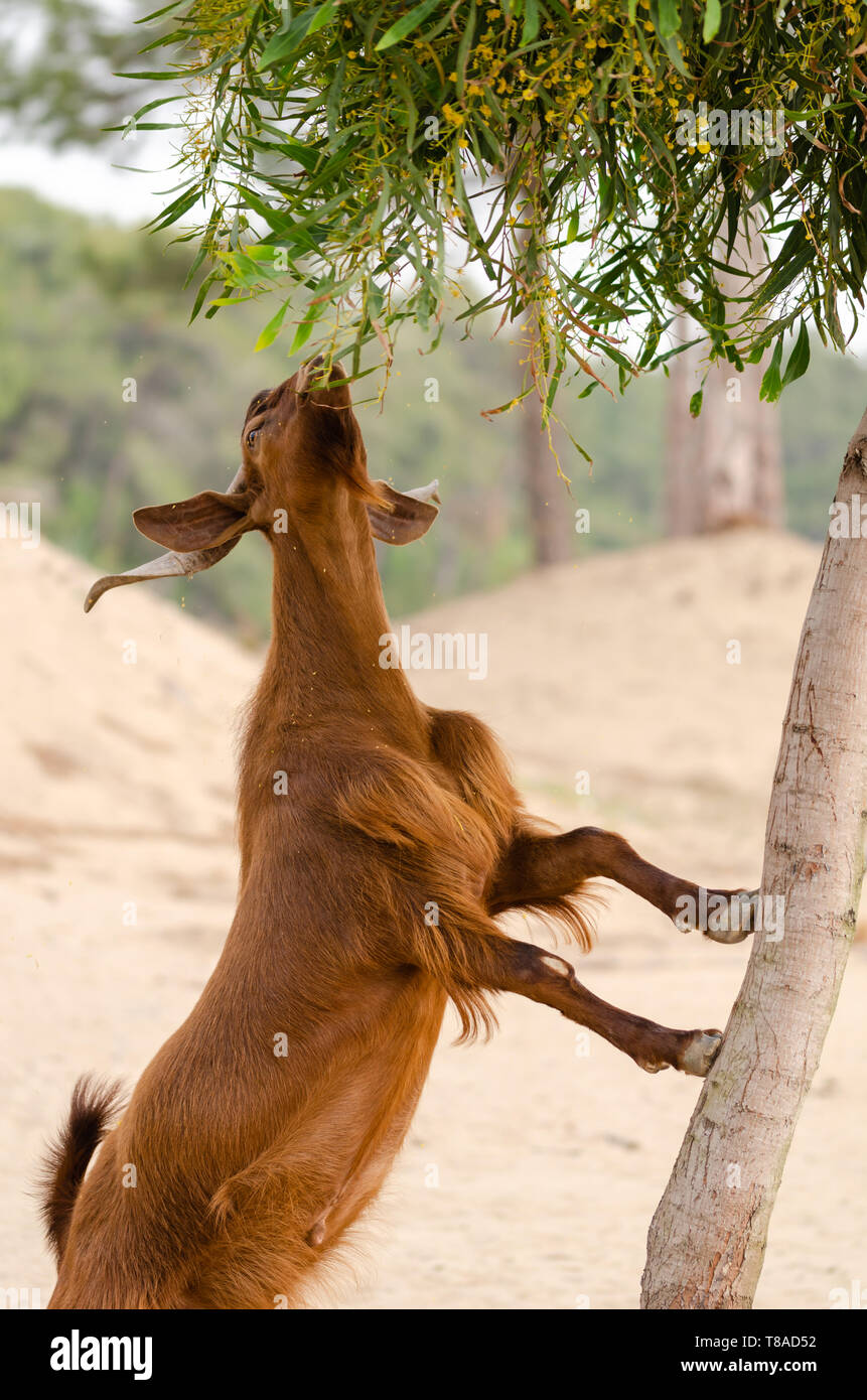 Brown goat is climbing to tree and it is eating leaves Stock Photo Alamy