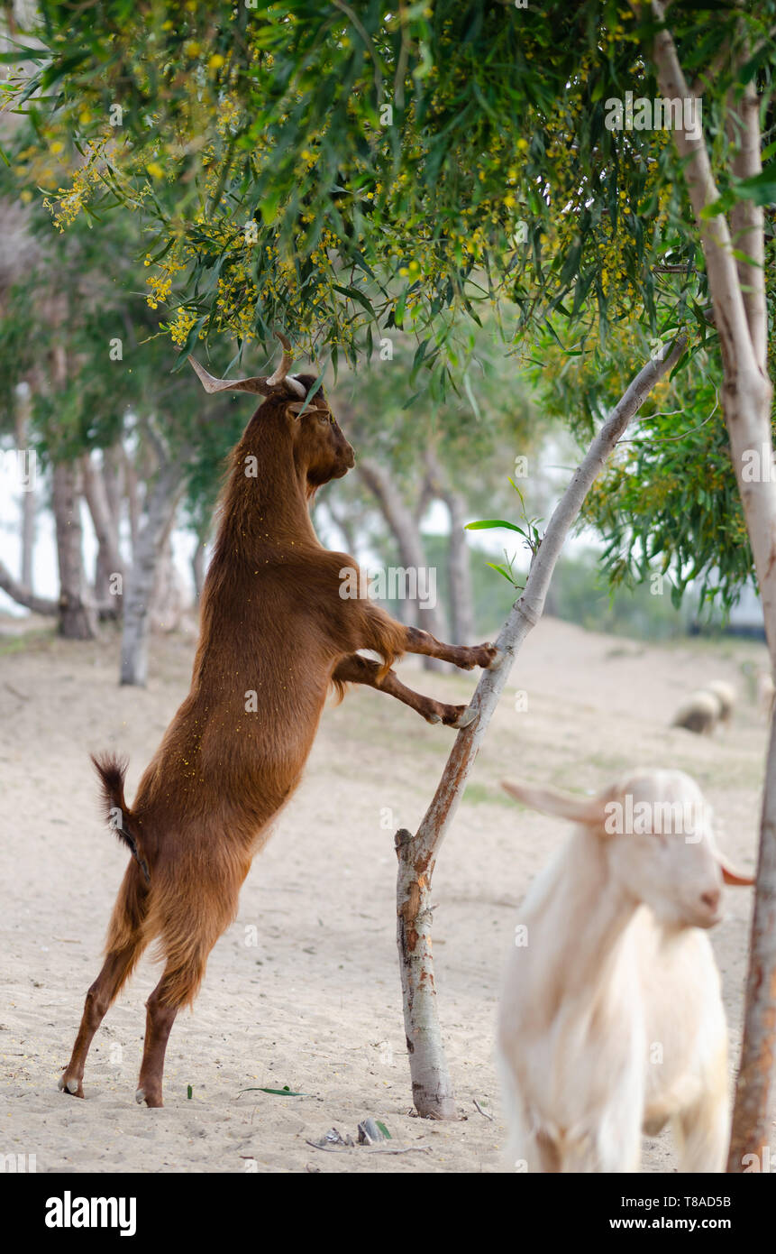 Brown goat is climbing to tree and it is eating leaves Stock Photo Alamy