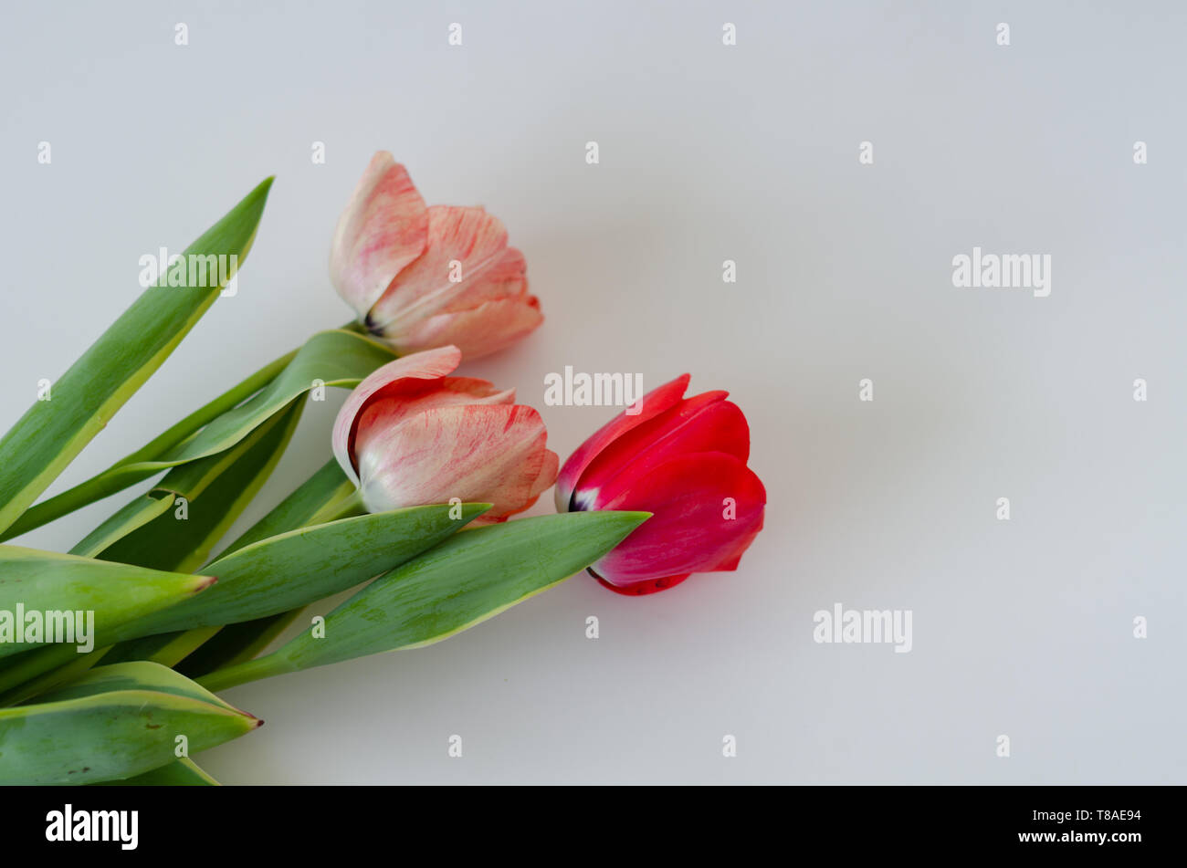Spring flowers tulips isolated on white background Stock Photo - Alamy