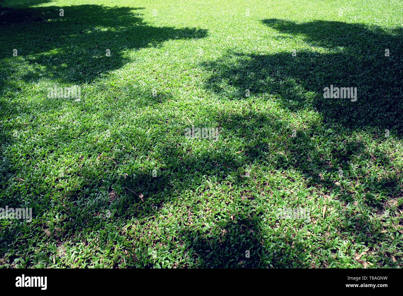 Green grass park hi-res stock photography and images - Alamy