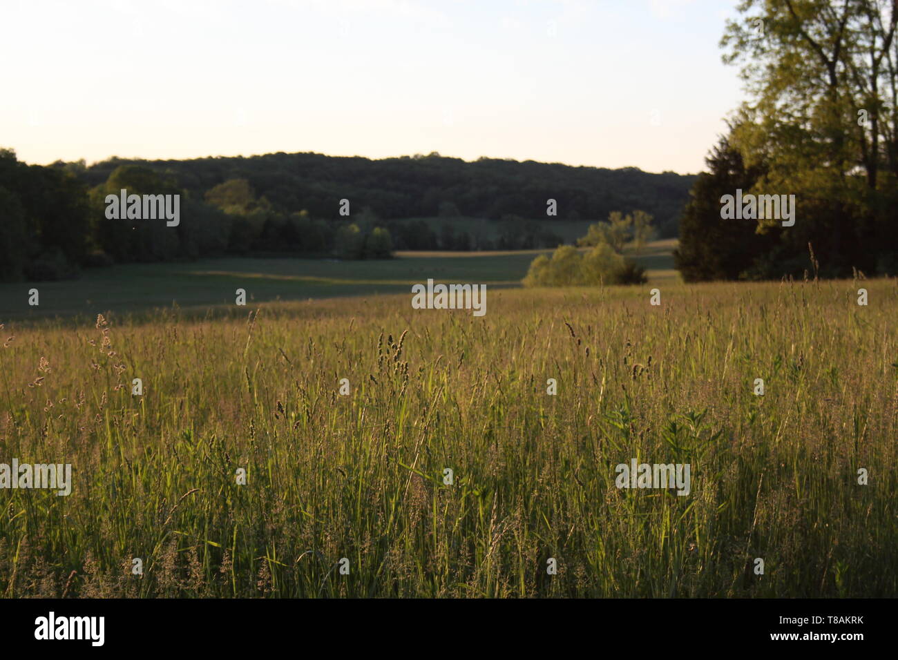 Square 6 High Rye Rye Highland rye hi-res stock photography and images - Alamy