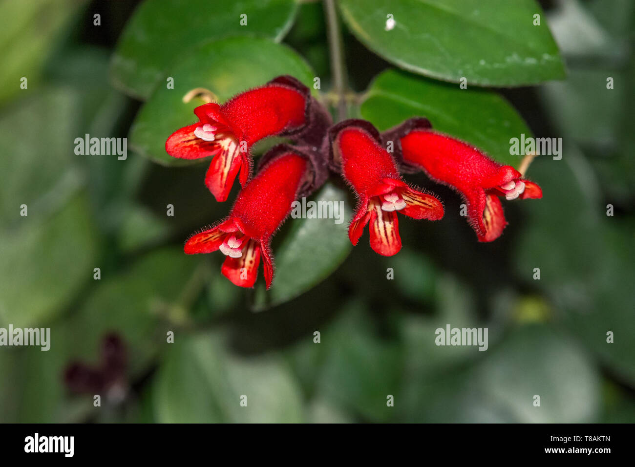 Macro View of Aeschynanthus Radicans, also known as Lipstick Plant, at Montreal Botanical Garden, Quebec, Canada. Stock Photo