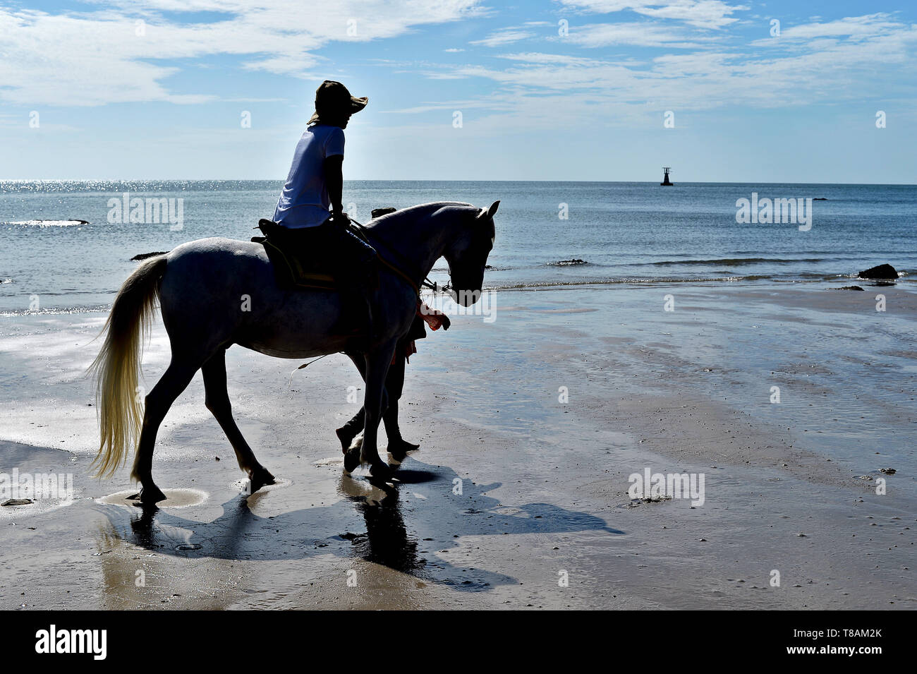 Horse Walk On The Beach Tropical Summer Hua Hin Beach Background