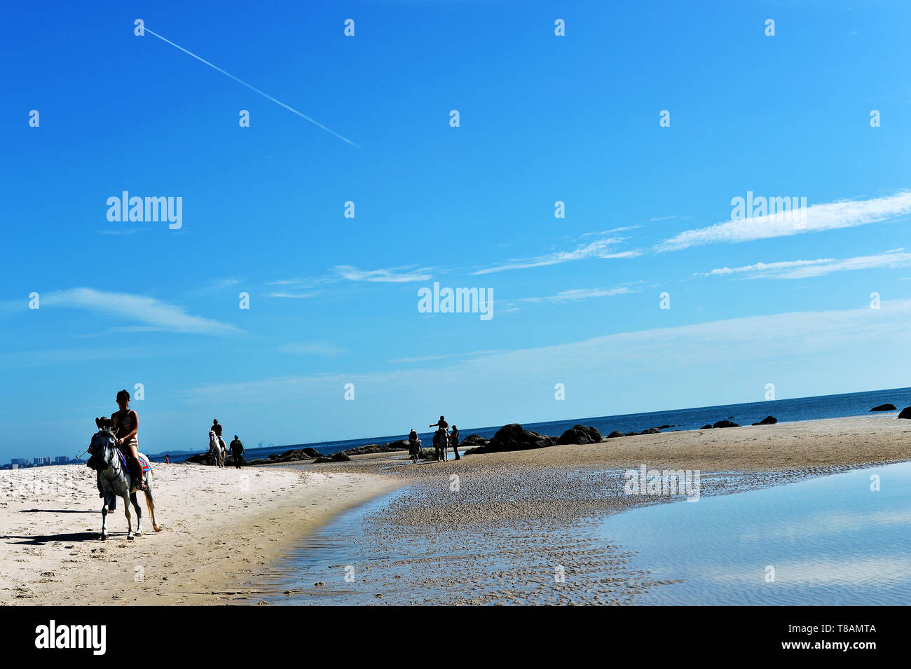 Horse Walk On The Beach Tropical Summer Hua Hin Beach Background
