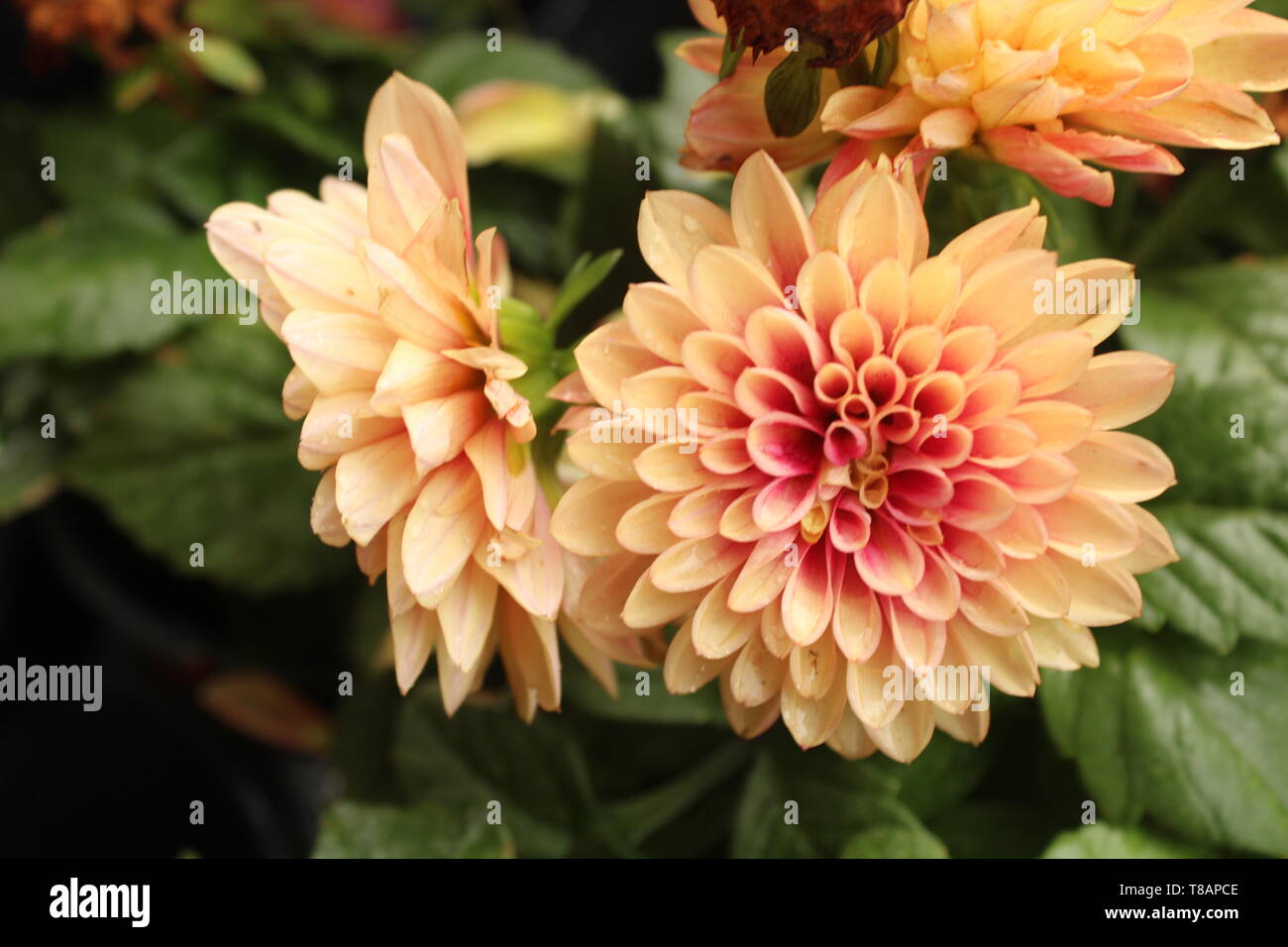 Bear, DE/USA 4/30/2019: Genus: Dahlia, Family: Asteraceae, order: asterales, Native to: Mexico. Stock Photo