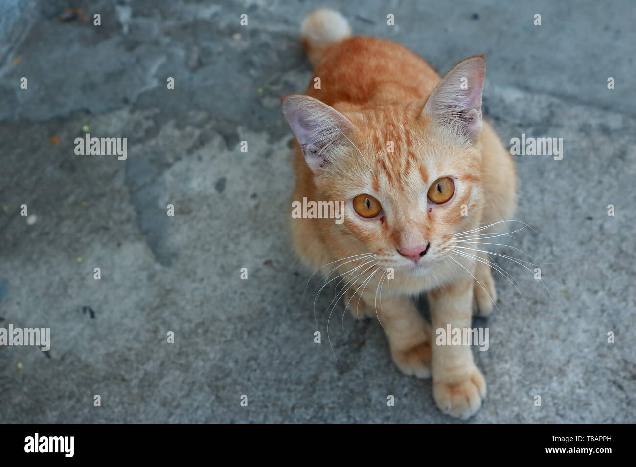 Closeup of cute ginger cat sitting on the ground and looking at the camera Stock Photo