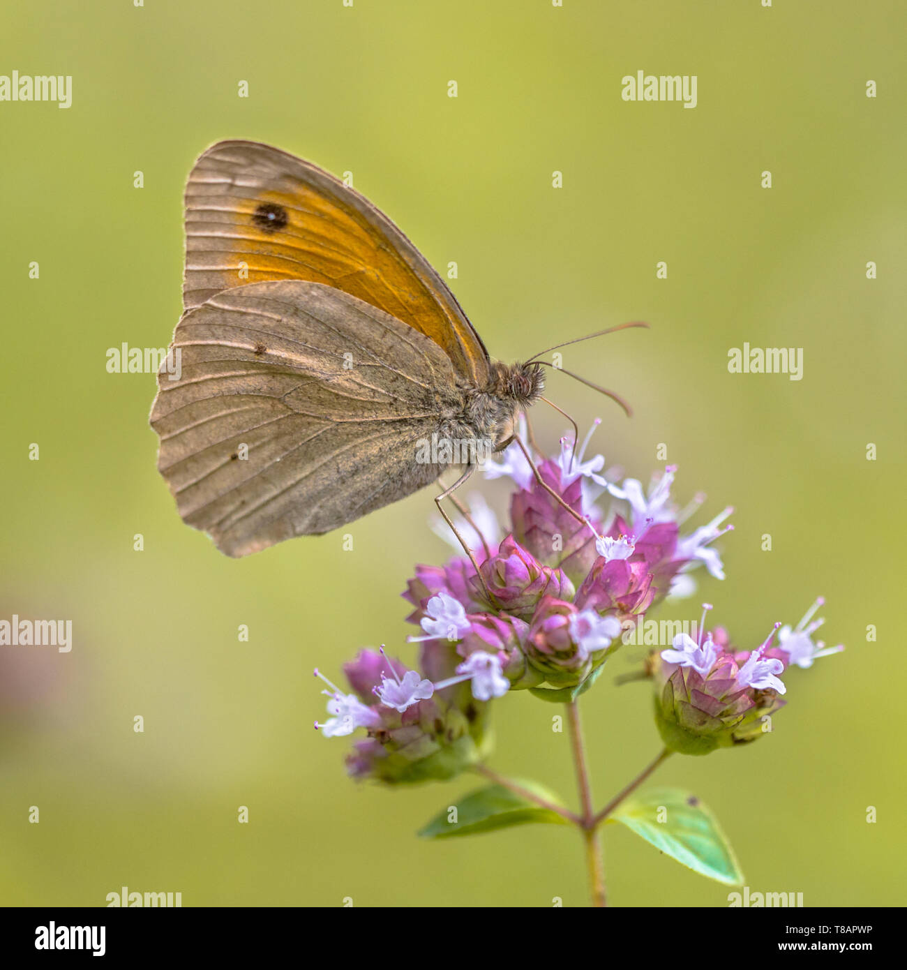 Dusky Meadow Brown (Hyponephele lycaon) butterfly feeding on Oregano (Origanum vulgare) wildflower Stock Photo