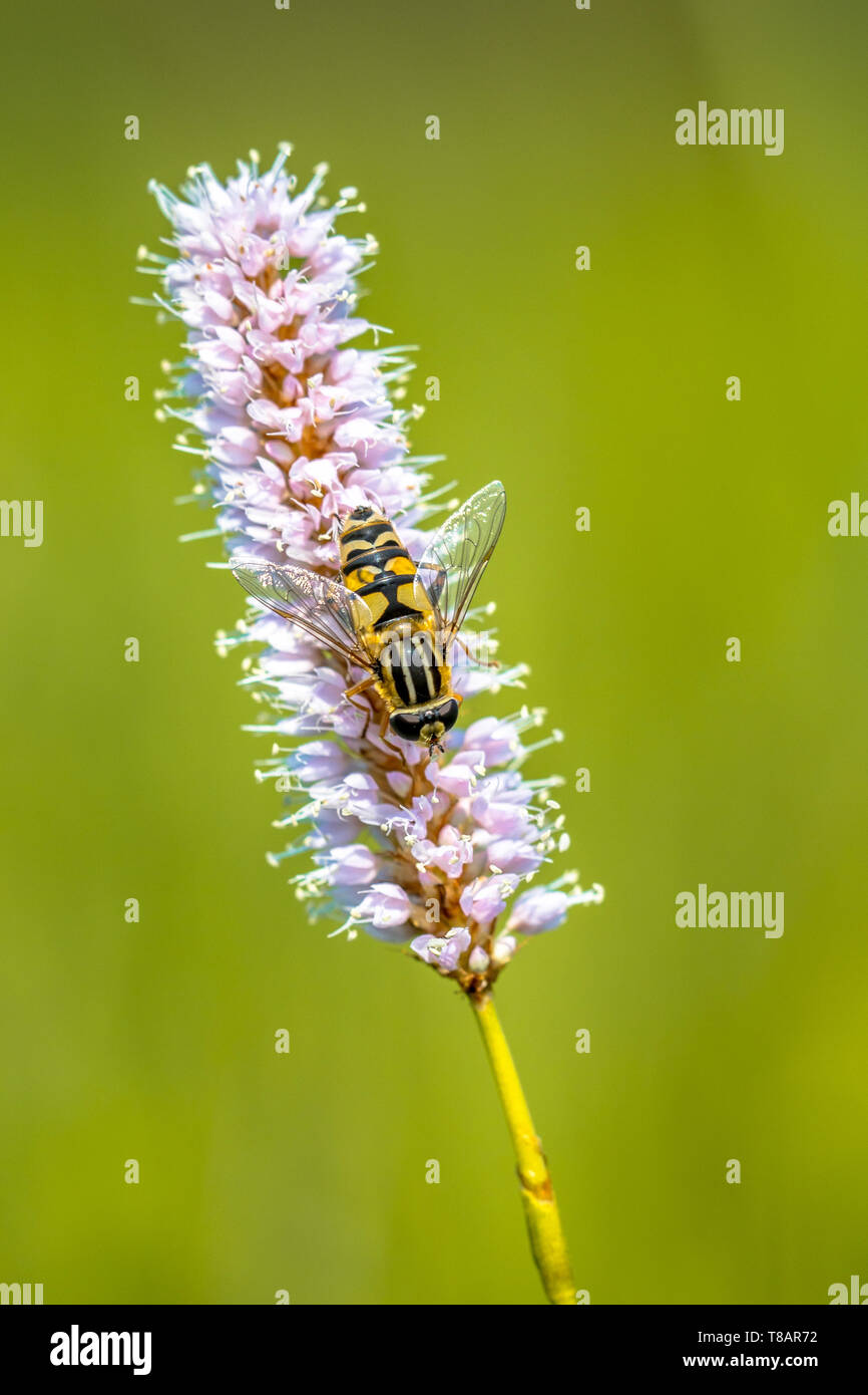 Snakeweed (Polygonum bistorta) flower blooming with hoverfly  insect eating nectar Stock Photo