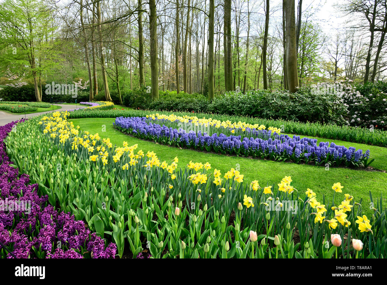 Photographed in Keukenhof tulips garden in April 2019, blooming tulips