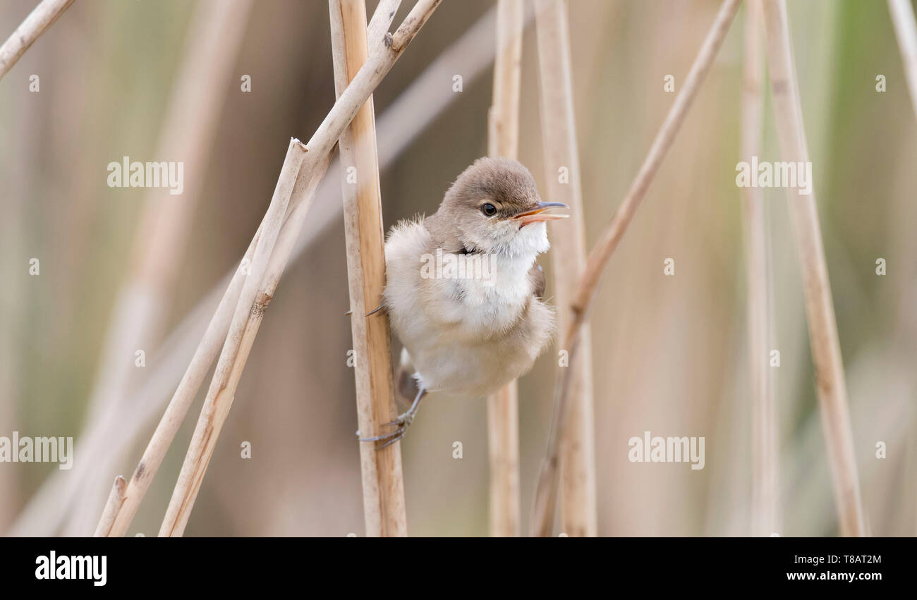 Reed bed birds hires stock photography and images Alamy