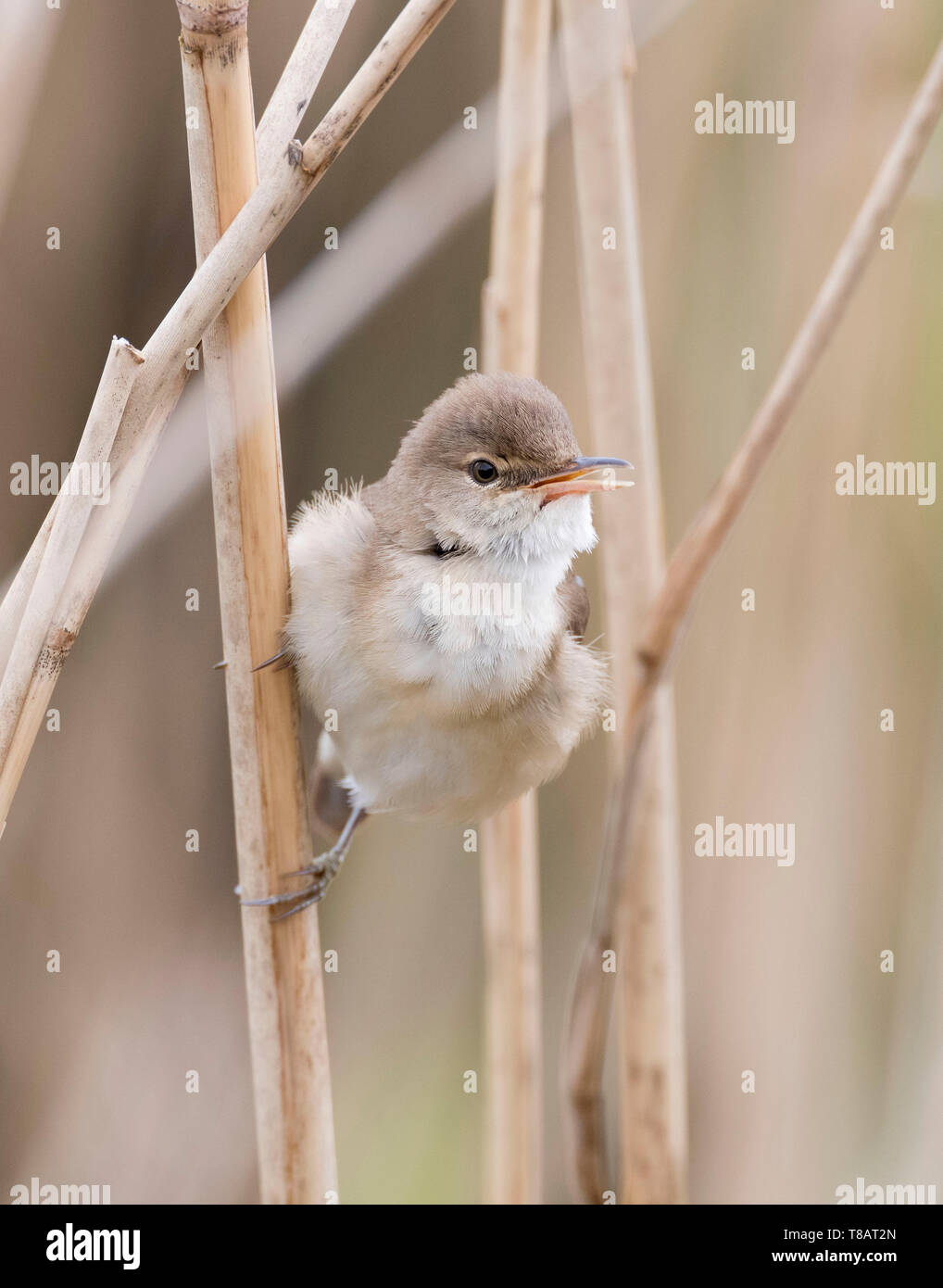 Reed bed birds hi-res stock photography and images - Alamy